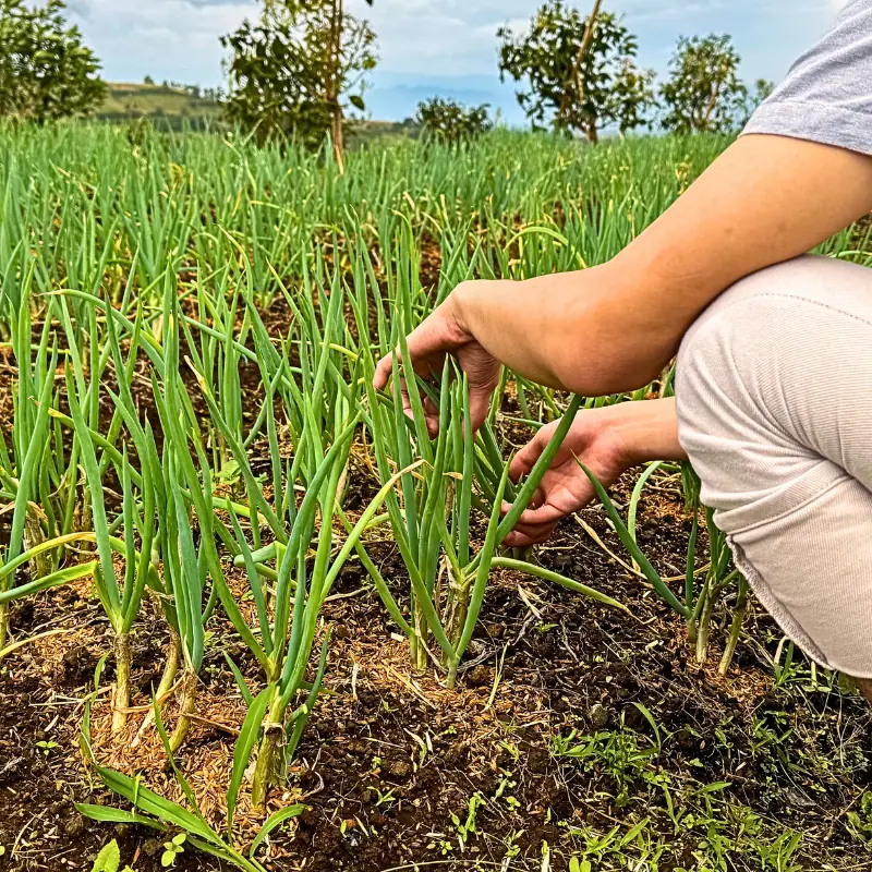 onion-field-growing-costs-surprise-growers Farmer inspecting green onion plants in an open field, illustrating the real input and management factors that can increase onion growing costs.