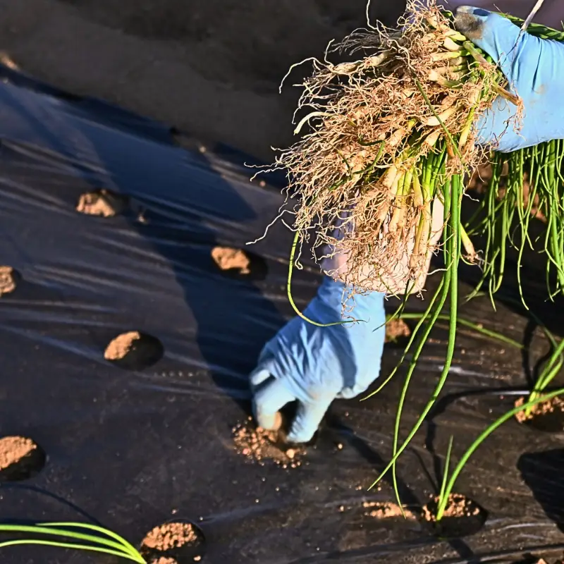 onion-seed-sets-transplants-first-cost-decision Gloved hands planting onion transplants through black plastic mulch, illustrating one of the first cost decisions in onion growing.