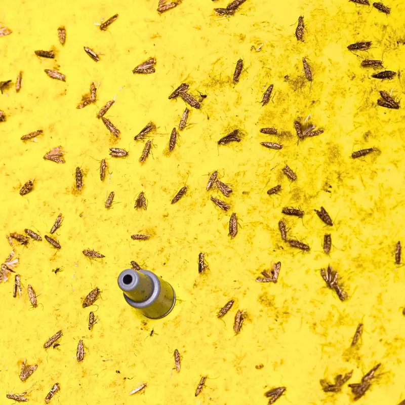 pheromone-lure-replacement-monitoring Pheromone lure on a yellow monitoring surface showing why regular lure replacement is important for effective trap performance