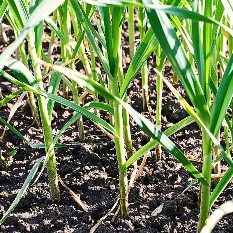 spacing-mulch-and-timing-affect-profit-garlic-field Young garlic plants growing in evenly spaced rows, illustrating how spacing and field management decisions can affect garlic yield, bulb size, and profit.