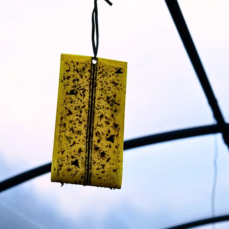 sticky-trap-inspection-frequency Yellow sticky trap with captured insects showing why regular inspection and replacement are important