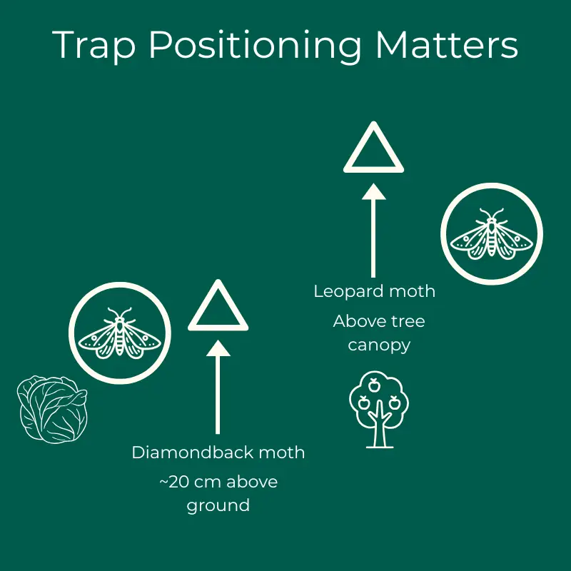 trap-positioning-moth-monitoring-infographic Infographic showing trap positioning examples for diamondback moth at about 20 cm above ground and leopard moth above tree canopy