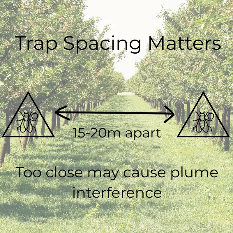 trap-spacing-pheromone-monitoring-infographic Infographic showing pheromone trap spacing of 15 to 20 meters apart to reduce plume interference