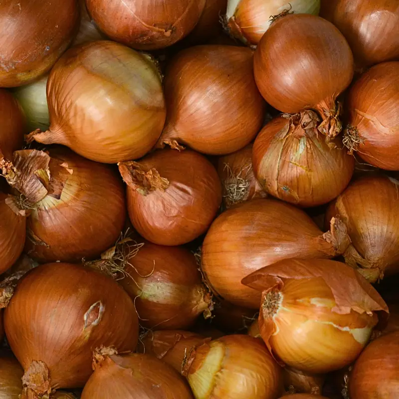 why-are-my-onions-so-small-bulb-size-quality Close-up of harvested onions with mixed bulb sizes, illustrating a common grower concern about small onions and uneven crop development.