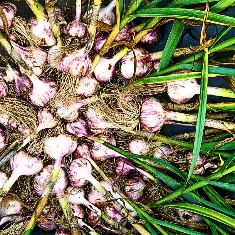 why-this-garlic-growing-cost-calculator-matters Freshly harvested garlic bulbs with roots and leaves attached, illustrating the real production volume and cost factors behind garlic growing.