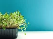 Fresh microgreens growing in a tray for indoor gardening and microgreens cost calculator planning.