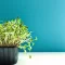 Fresh microgreens growing in a tray for indoor gardening and microgreens cost calculator planning.