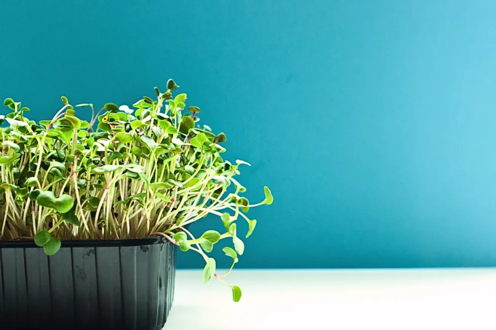microgreens-cost-calculator-indoor-growing-tray Fresh microgreens growing in a tray for indoor gardening and microgreens cost calculator planning.