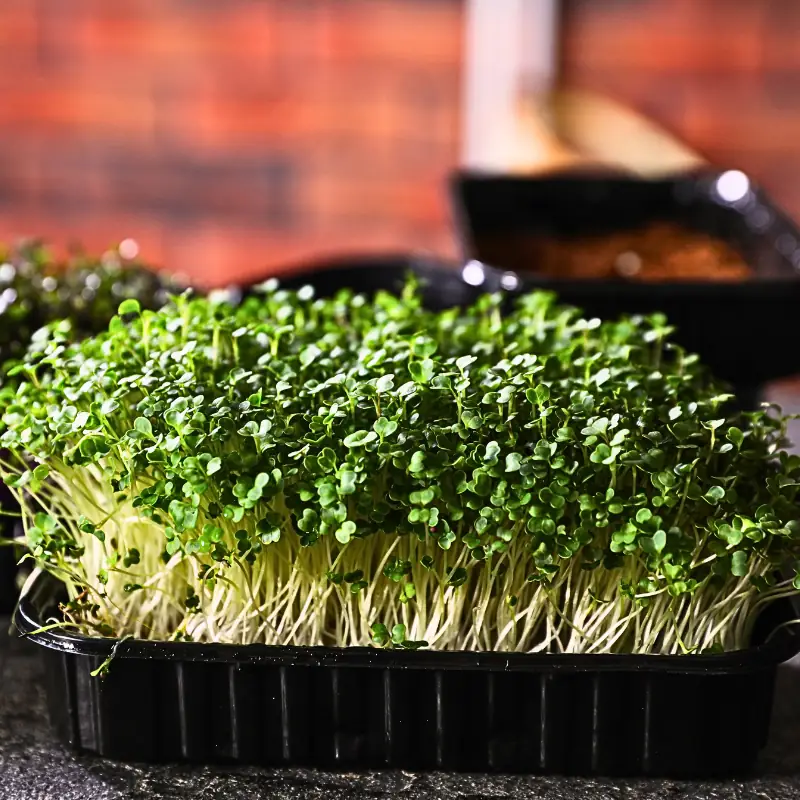 microgreens-lighting-labor-packaging-costs Microgreens growing in trays under indoor lights, showing how lighting, labor, and packaging affect real growing costs.