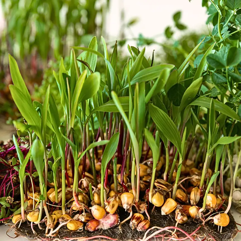 microgreens-seed-germination-costs-growing-media Microgreens germinating from seed on growing media, showing why seed, media, losses, and tray performance affect growing costs.