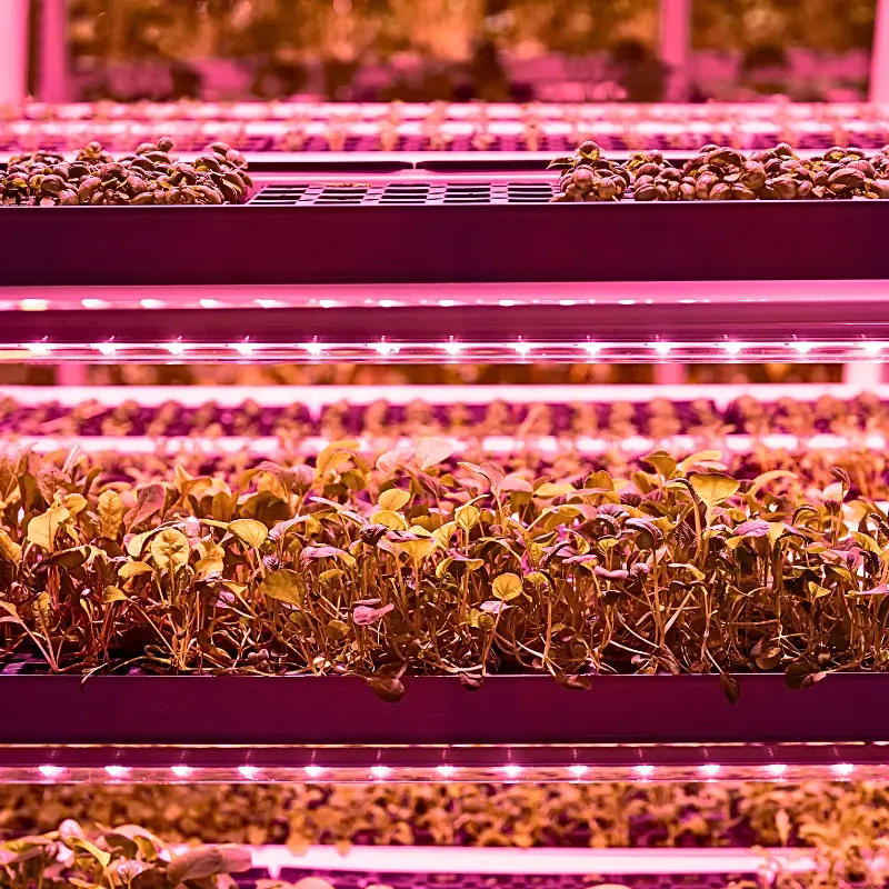 microgreens-seed-rate-yield-losses-led-rack Microgreens growing on indoor racks under LED lights, showing how seed rate, yield, and crop losses affect real production cost.