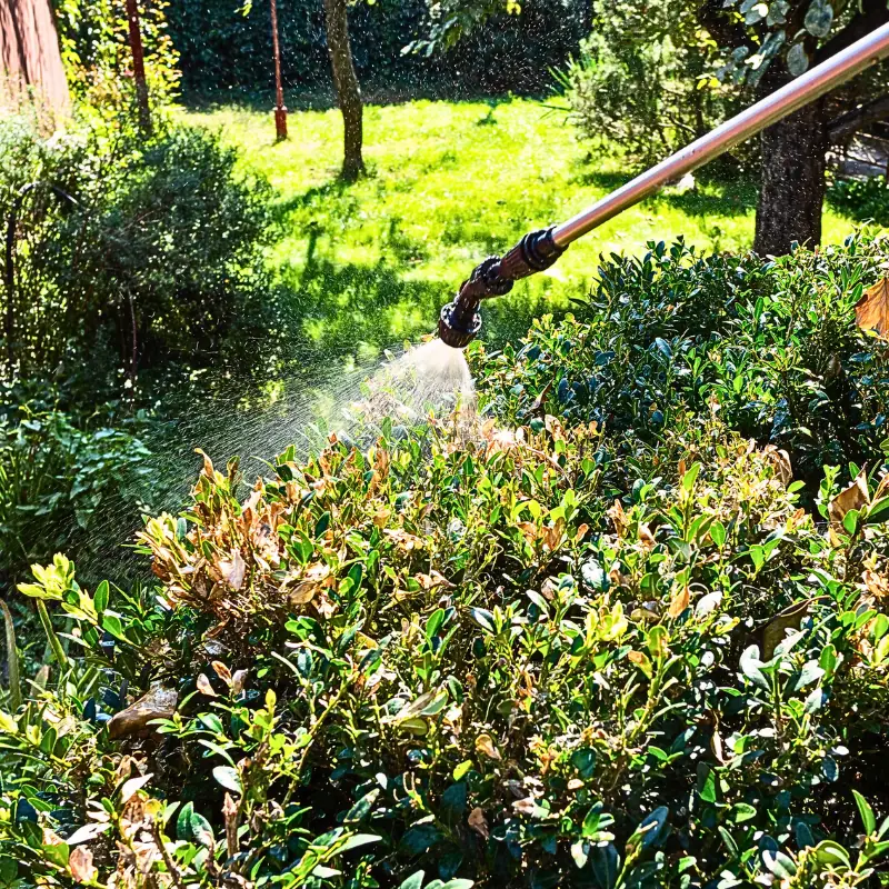 pressure-sprayer-shrub-garden-care Spraying shrubs in a garden, showing how pressure sprayers suit regular plant care and larger garden jobs