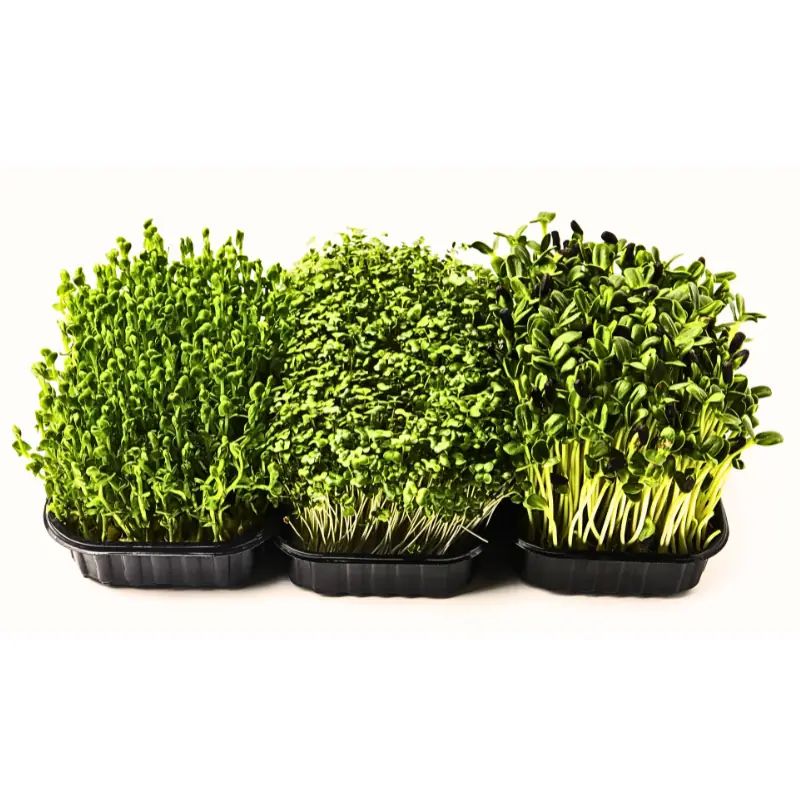 separate-microgreens-crop-cost-calculations Different microgreens crops growing in separate trays, showing why each crop needs its own seed rate, yield, and cost calculation.