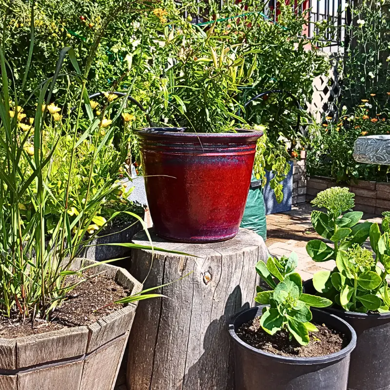 small-garden-spot-spraying-handheld-sprayer Small garden with potted plants and herbs, showing where handheld sprayers are useful for spot spraying and plant care