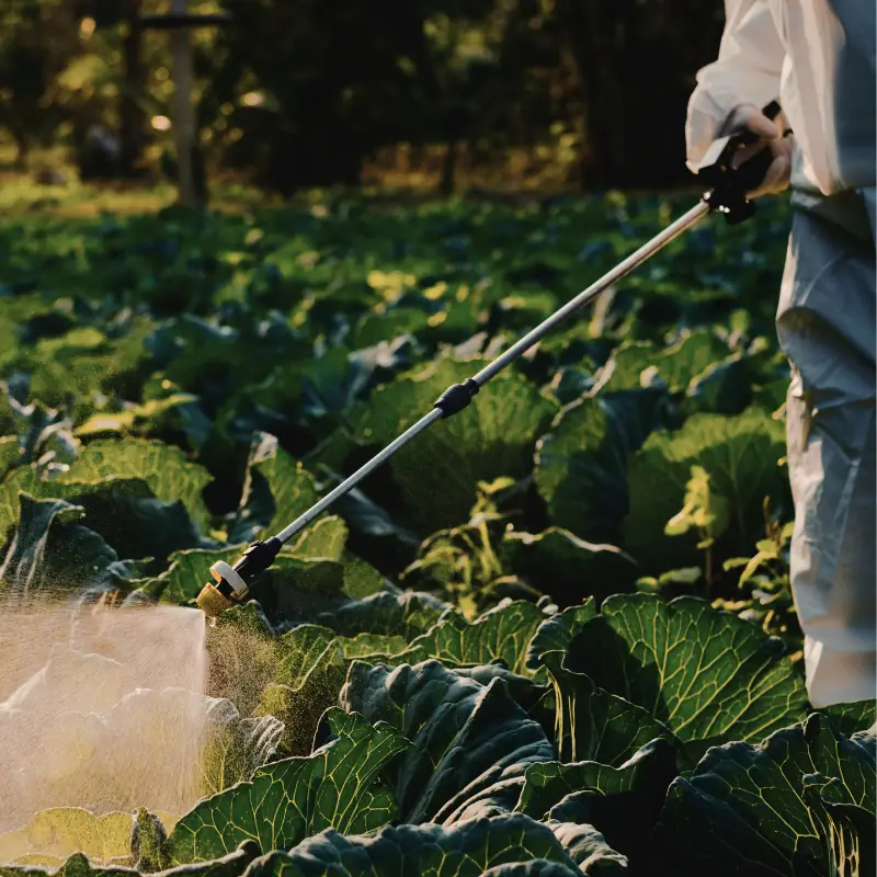 sprayer-leafy-vegetable-coverage Person applying spray across leafy vegetable crops, showing why pressure, nozzle choice, and coverage matter more than tank size